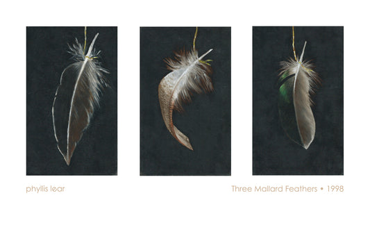 Mallard Feathers - Triptych (Print)