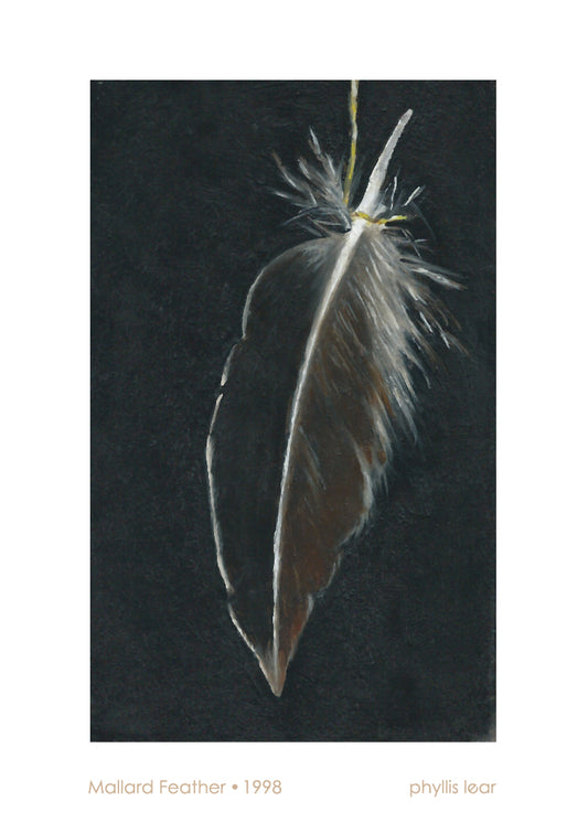 Mallard Feather 1 (Print)