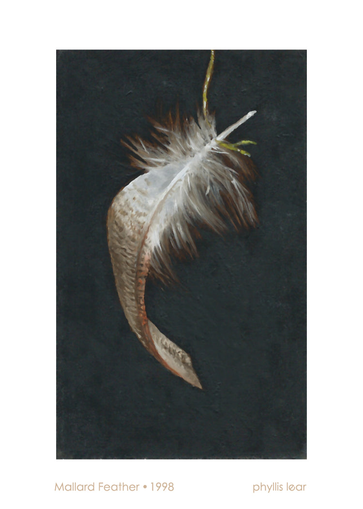 Mallard Feather 2 (Print)