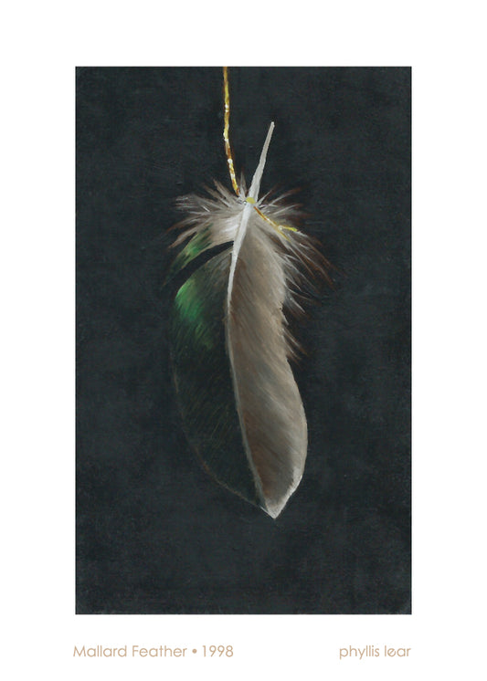 Mallard Feather 3 (Print)